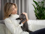 Les races de chat qui sont les plus attachées à leurs maitres Races félines les plus attachées à leur maître