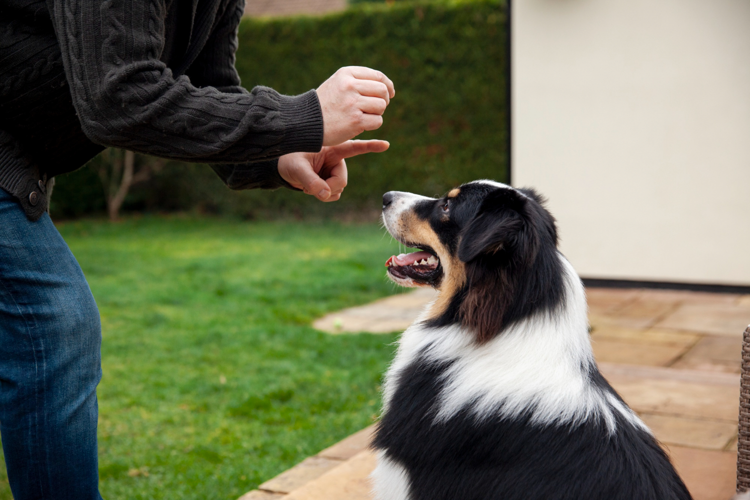 Trop réprimander son chien