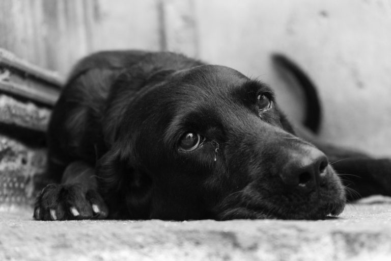 Mon chien semble triste, que puis-je faire ?
