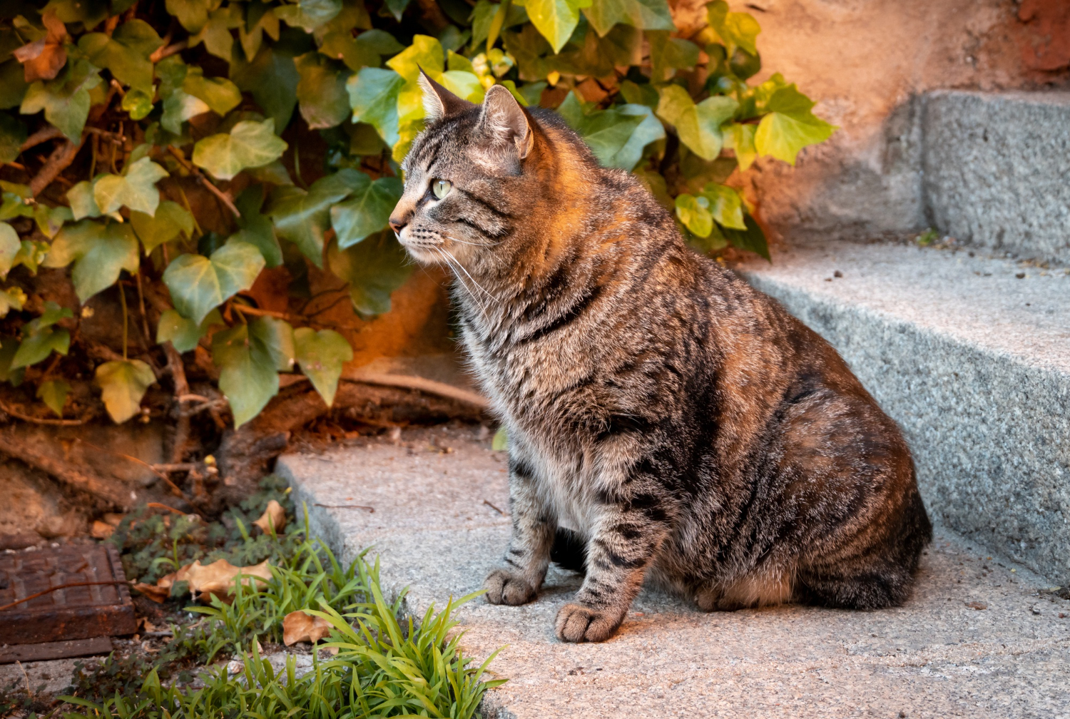 Assurer une vie épanouie à votre chat âgé