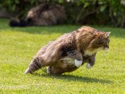 À quelle vitesse peut courir un chat ? à quelle vitesse peut courir un chat