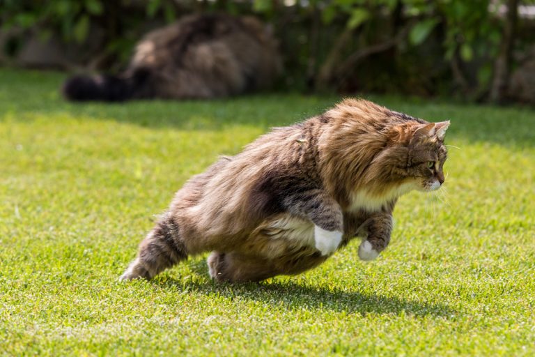 À quelle vitesse peut courir un chat ?
