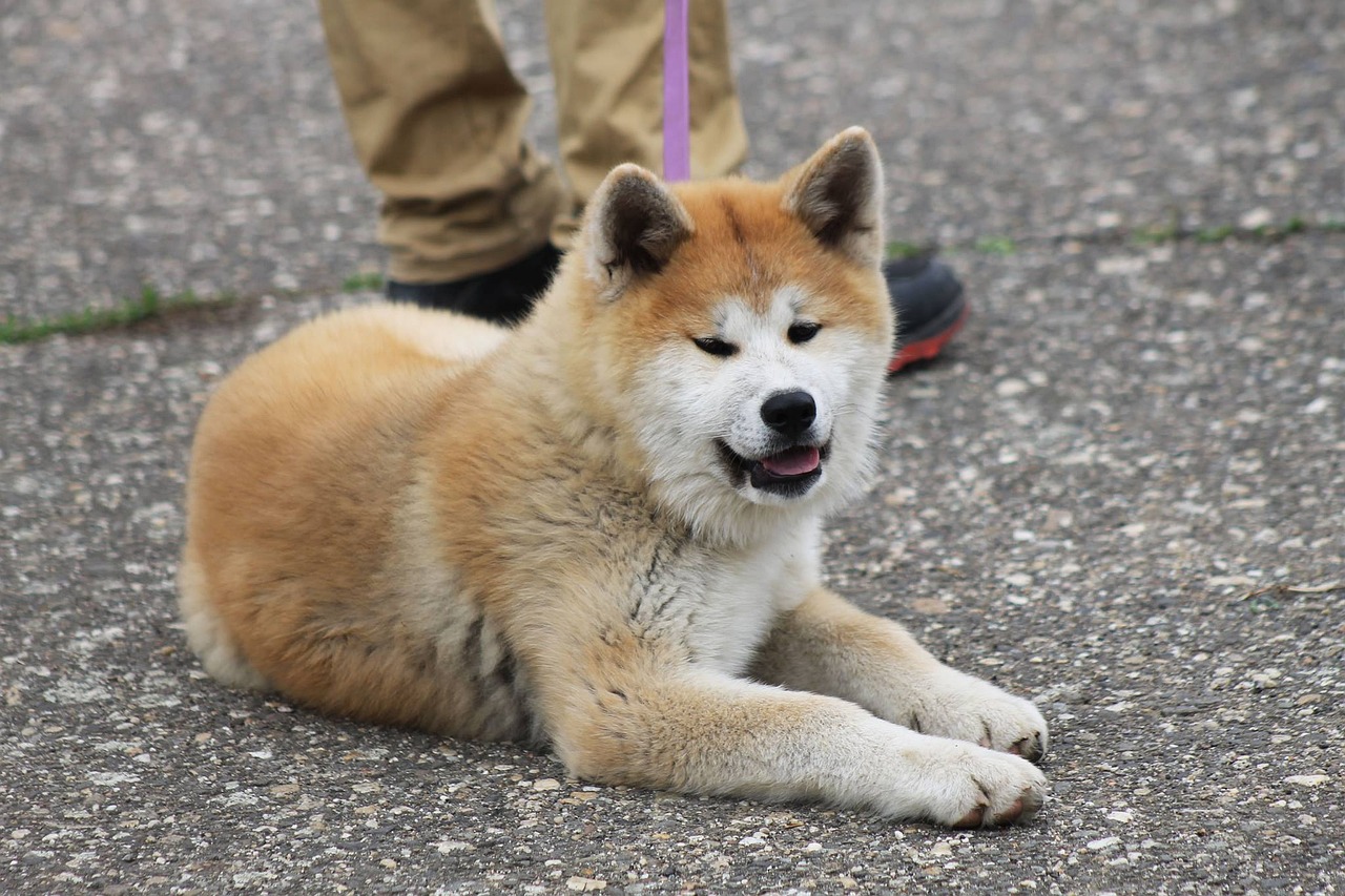 races de chiens 