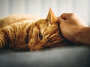 Comment répondre aux besoins d’affection de votre chat ? répondre aux besoins d'affection de son chat
