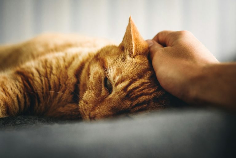 Comment répondre aux besoins d’affection de votre chat ?