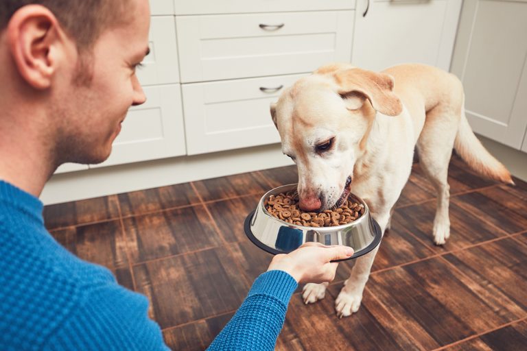 Quel type d’alimentation privilégier pour votre chien selon sa race ?