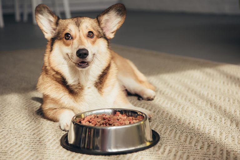 L’alimentation crue pour chien : bonne ou mauvaise idée ?
