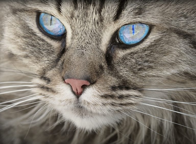 Pourquoi ne faut-il jamais couper les moustaches d’un chat ?