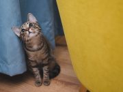 6 signes subtils avec lesquels votre chat vous montre son affection votre chat vous montre son affection