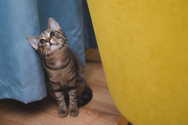 6 signes subtils avec lesquels votre chat vous montre son affection