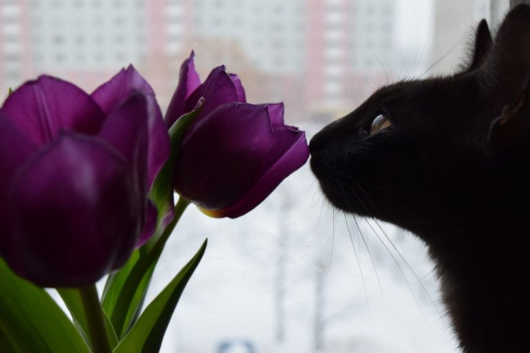Voici les 5 plantes les plus toxiques pour les chats