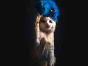 Quel est le jouet idéal pour votre chat en fonction de son âge et de sa personnalité ? Quel jouet pour vote chat selon son âge et sa personnalité