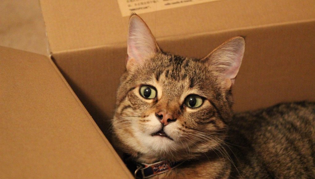 Pourquoi les chats aiment-ils les cartons ?