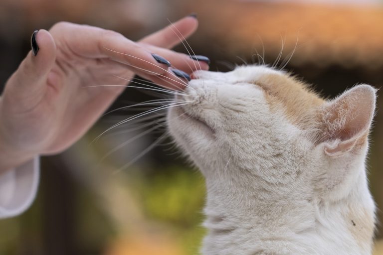 Comment caresser votre chat pour lui faire vraiment plaisir ?