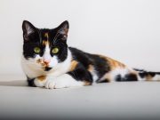 Quelles sont les plus jolies races de chats tricolores ? chats tricolores