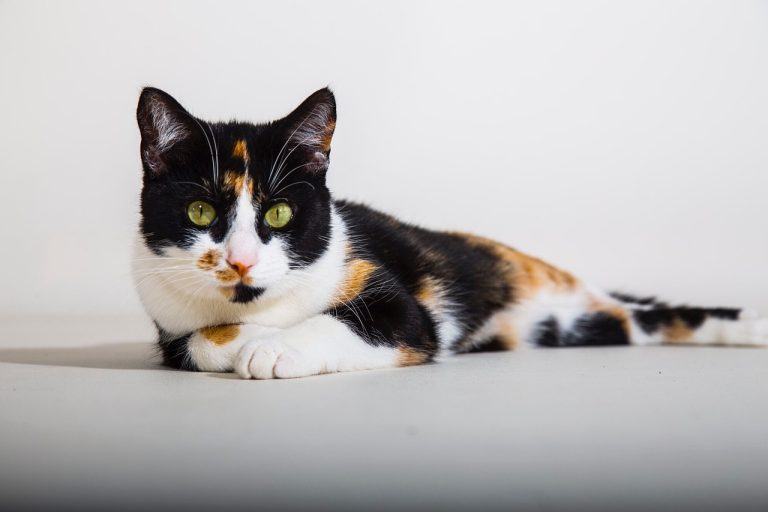 Quelles sont les plus jolies races de chats tricolores ?