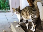 Pourquoi est-ce que votre chat fait le dos rond ? votre chat fait le dos rond