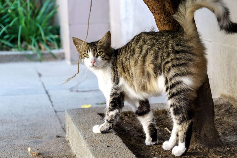 Pourquoi est-ce que votre chat fait le dos rond ?