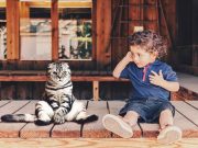 9 façons simples de renforcer le lien entre votre chat et votre enfant renforcer lien