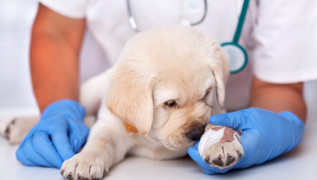 choses indispensables pour l'arrivée d'un chiot