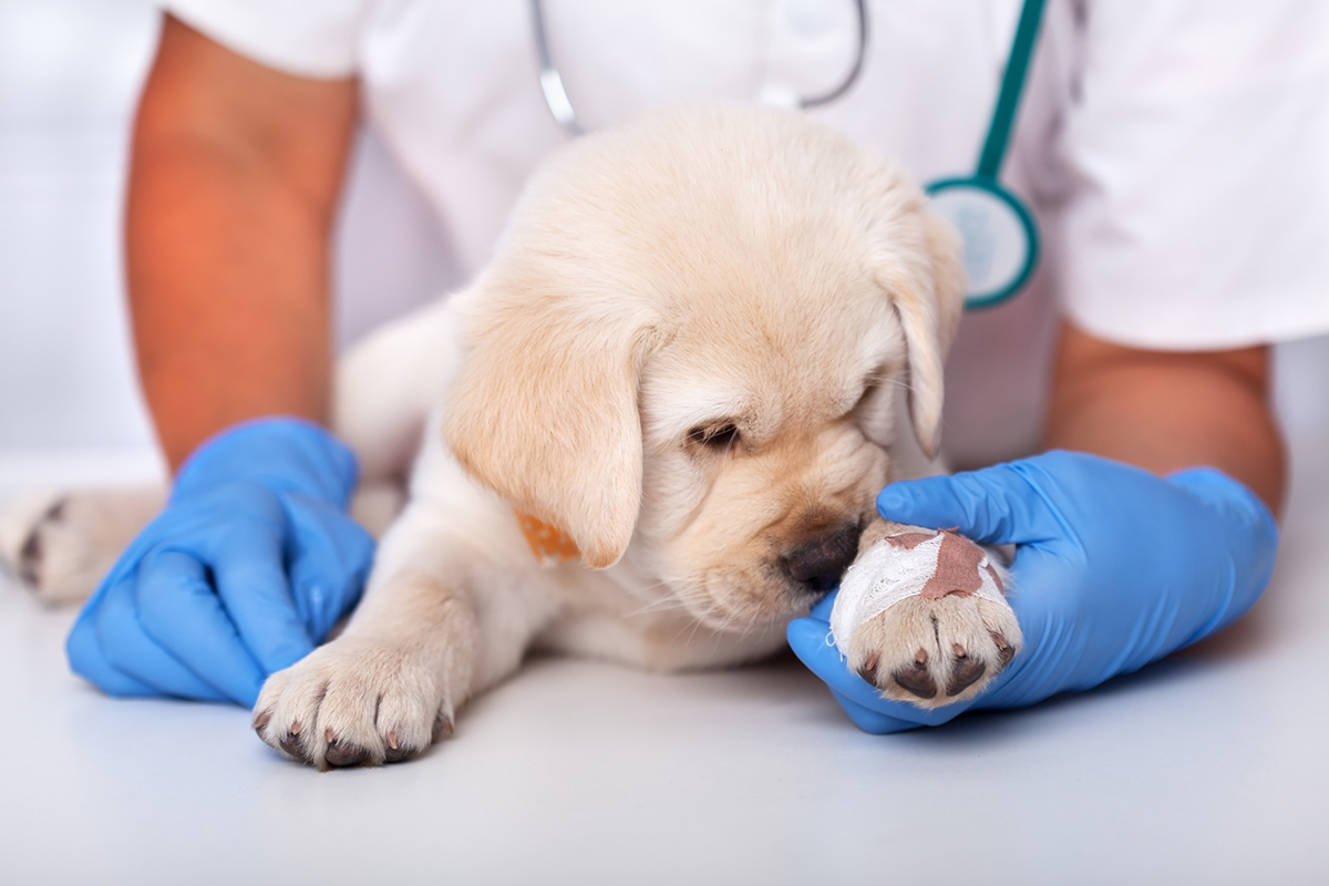 Les choses indispensables à avoir pour l’arrivée d’un chiot