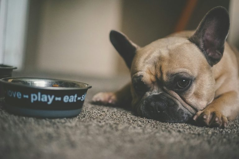 Que faire si mon chien refuse de manger ?