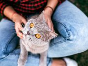 Comment votre chat vous montre qu’il vous aime ?