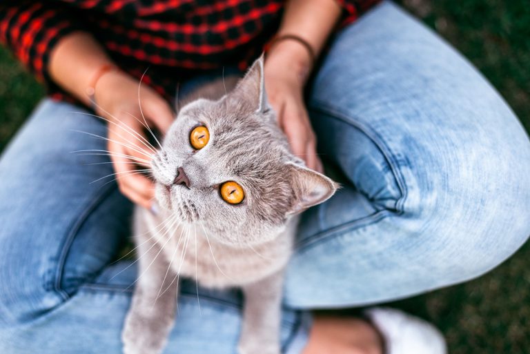 Comment votre chat vous montre qu’il vous aime ?