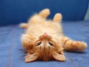 7 comportements qui montrent que votre chat est heureux comportements chat heureux