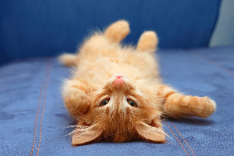 7 comportements qui montrent que votre chat est heureux
