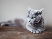 3 choses à ne surtout pas faire quand on a un chat à la maison choses à ne pas faire avec un chat à la maison
