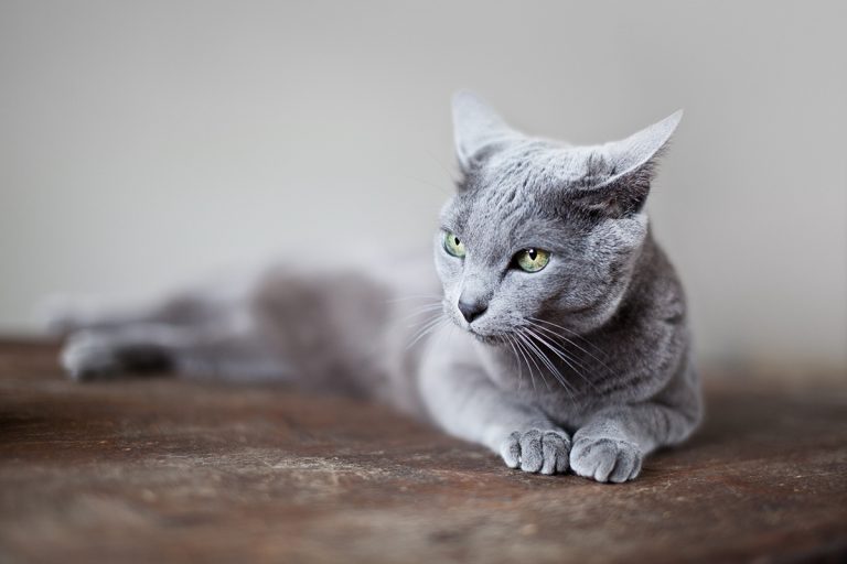 3 choses à ne surtout pas faire quand on a un chat à la maison