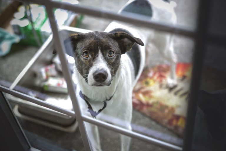Quelles sont activités simples qui peuvent aider à calmer un chien anxieux ?