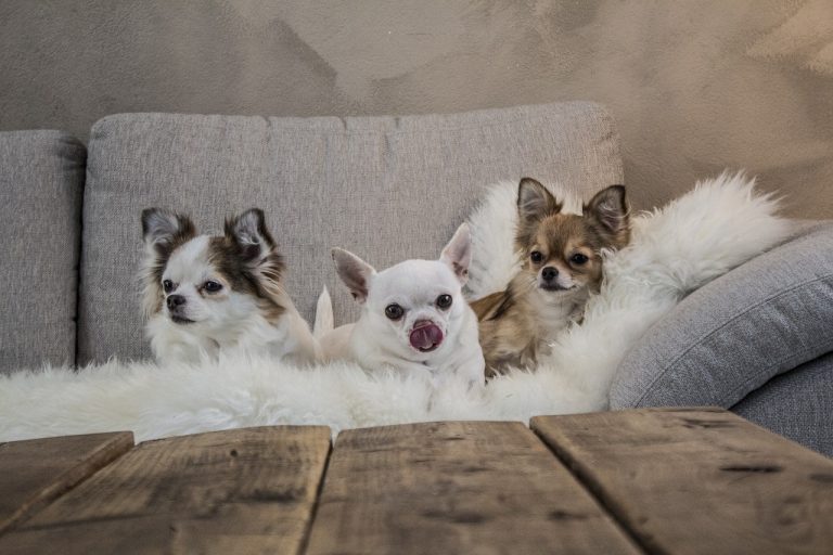 Est-ce que souscrire à une assurance santé pour mon chien en vaut la peine ?