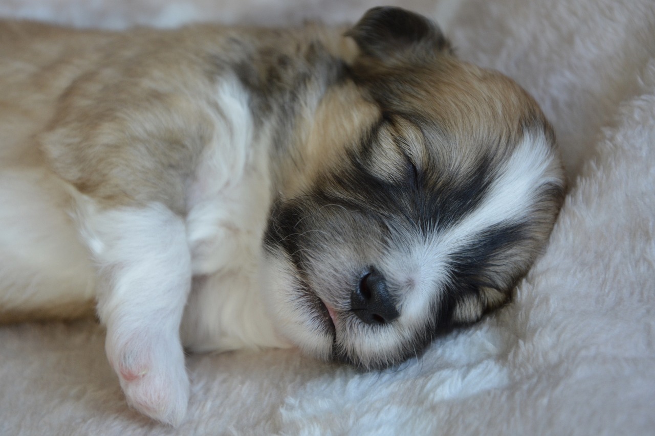 arrivée d'un chiot