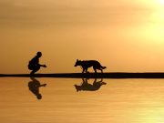 Ces races de chiens ne quitteront jamais leur maître adoré races de chiens