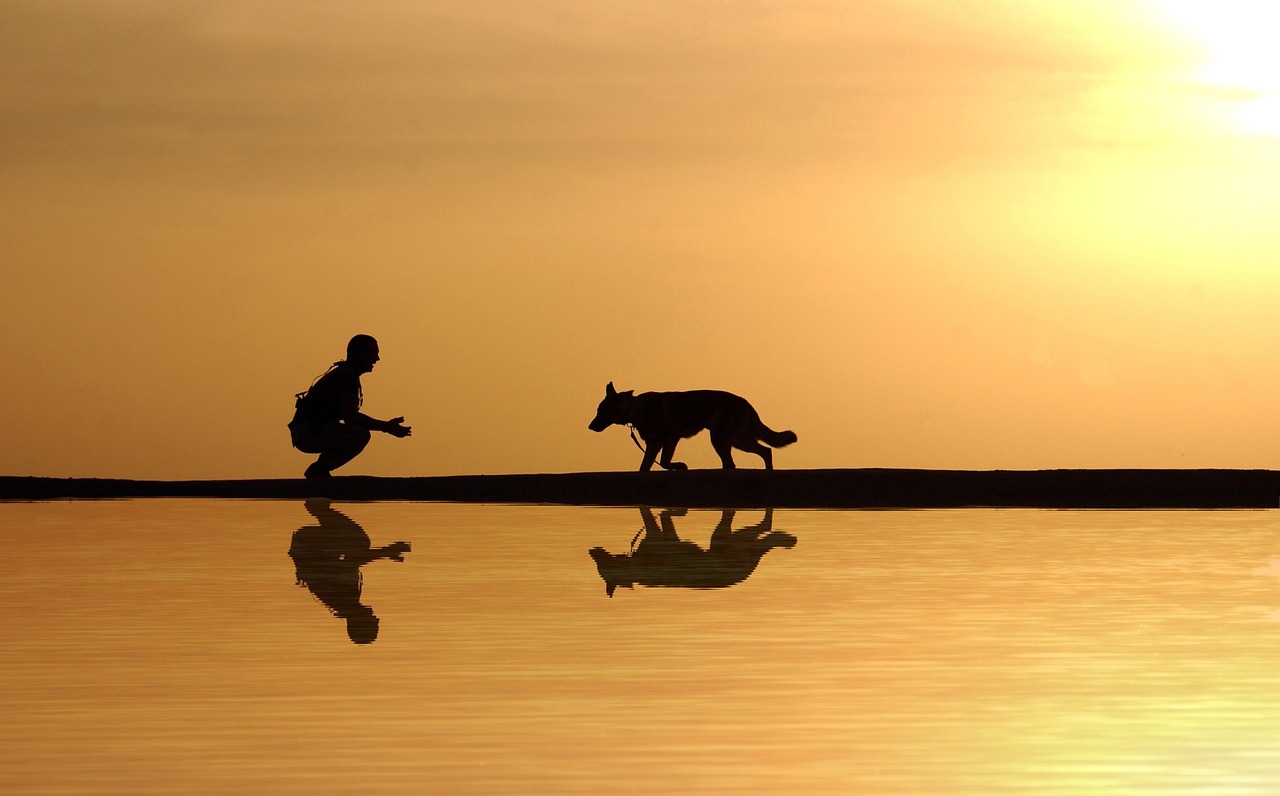 Ces races de chiens ne quitteront jamais leur maître adoré