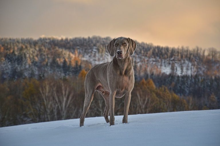 Pourquoi mon chien tremble t-il ?