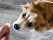 À quel moment donner un vermifuge à son chien ? donner un vermifuge à son chien