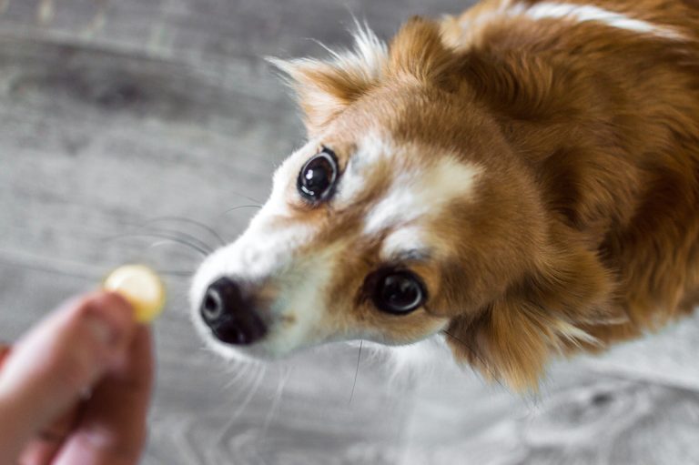 À quel moment donner un vermifuge à son chien ?