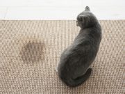 Enlever l’odeur d’urine d’un chat – 10 astuces