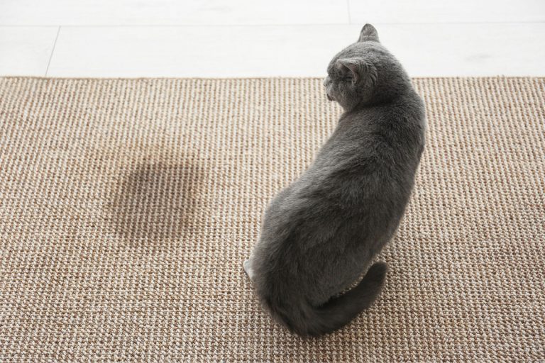 Enlever l’odeur d’urine d’un chat – 10 astuces