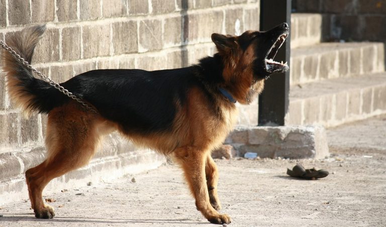 Que faire si votre chien aboie constamment ?