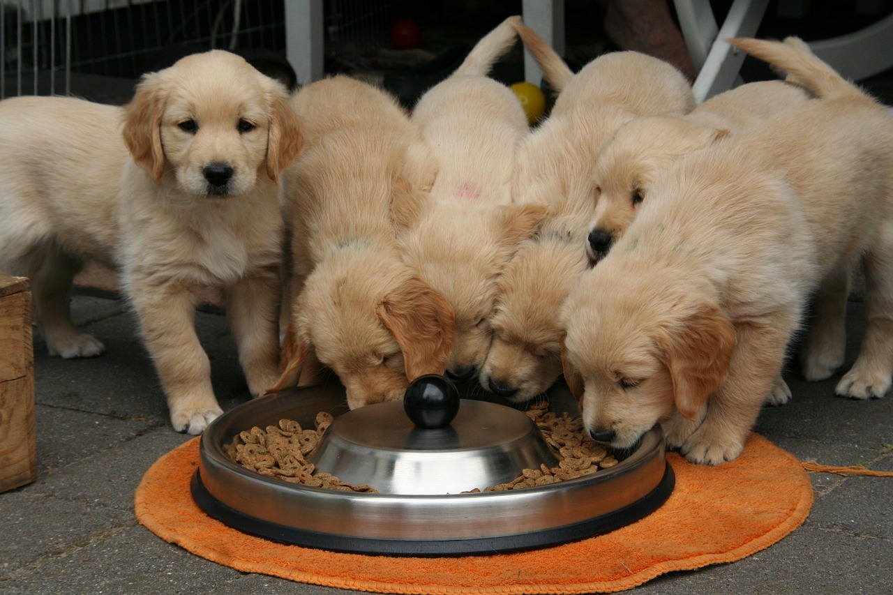 arrivée d'un chiot