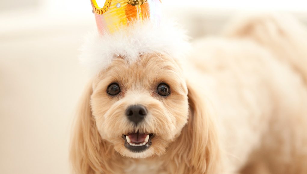 idées pour marquer l'anniversaire de votre chien