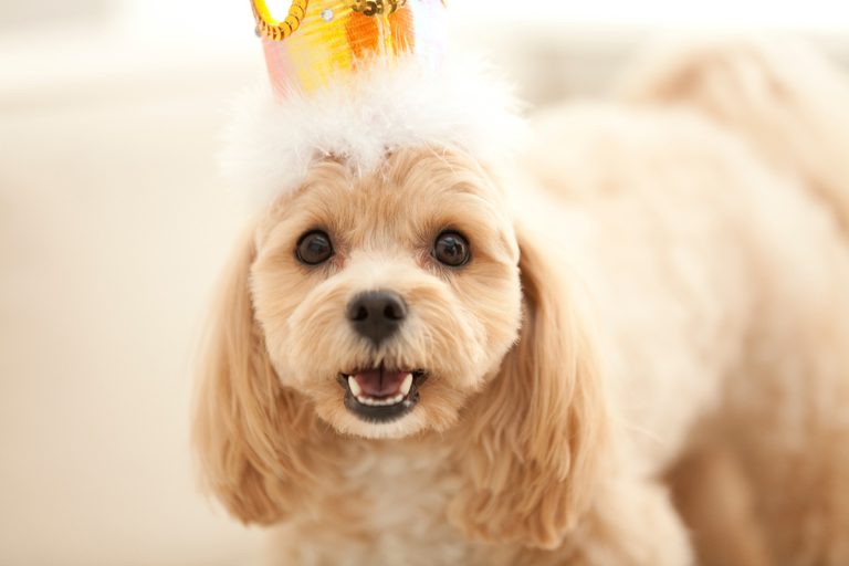 7 idées uniques pour marquer l’anniversaire de votre chien