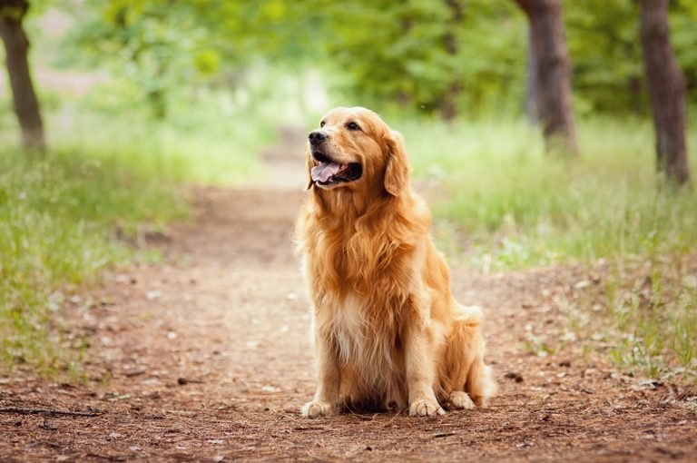 Quels indicateurs montrent que votre chien a besoin de plus d’exercice ?