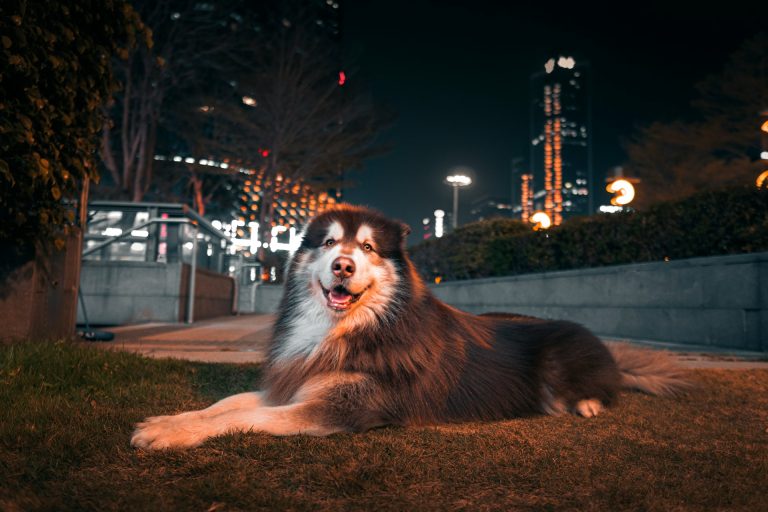 Les races de chien qui font les meilleurs compagnons pour leurs maîtres