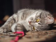 3 jouets DIY faciles à fabriquer pour divertir votre chat jouets DIY faciles à fabriquer pour divertir votre chat