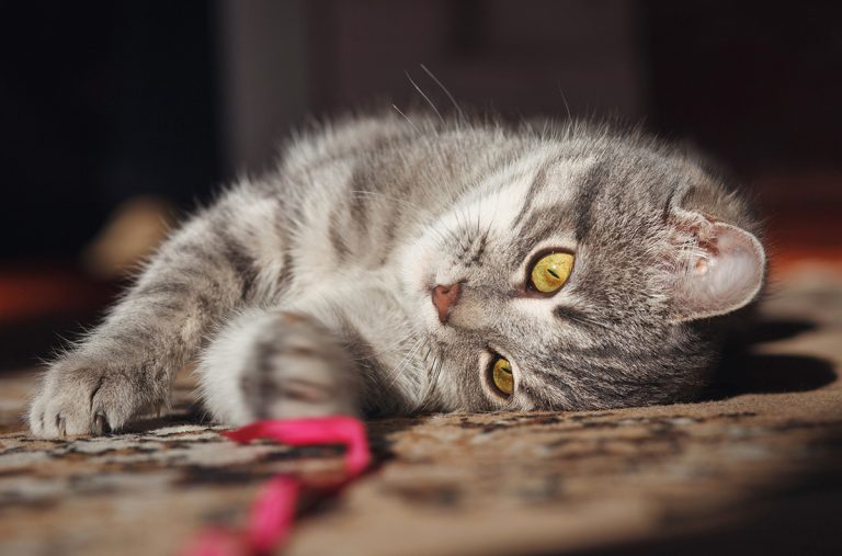 3 jouets DIY faciles à fabriquer pour divertir votre chat